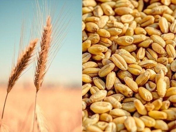 Health Benefits of Wheat